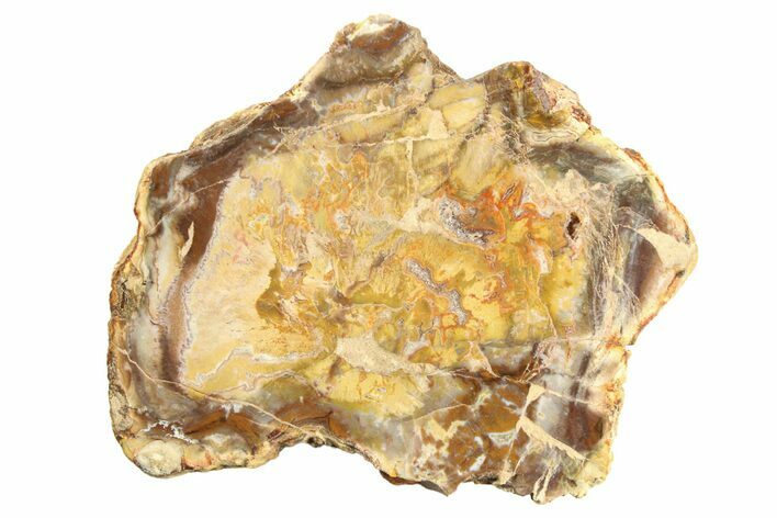 Colorful Petrified Wood (Araucaria) Slab - Madagascar #304921